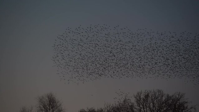 Starling birds murmuration in the sky over threes at the end of the day. Huge groups of starlings in the sky that move in shape-shifting clouds before landing in the trees for the night.