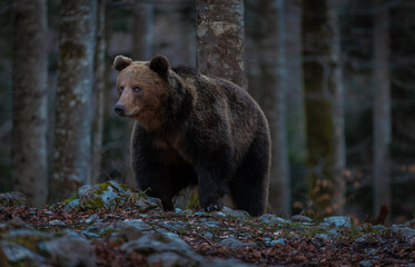 Brown bears in the Slovenian forest