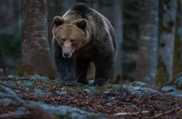 Brown bears in the Slovenian forest