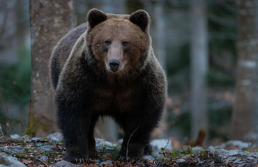 Fototapeta premium Brown bears in the Slovenian forest