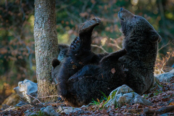 Brown bears in the Slovenian forest