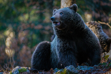 Fototapeta premium Brown bears in the Slovenian forest