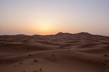 Fototapeta na wymiar Caravana de camellos en el desierto al atardecer.