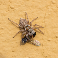 Araña saltadora, Salticidae.