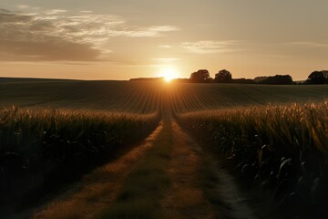 Fototapeta na wymiar Champ de blé au lever de soleil