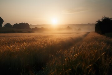 Levé de soleil et champ de blé
