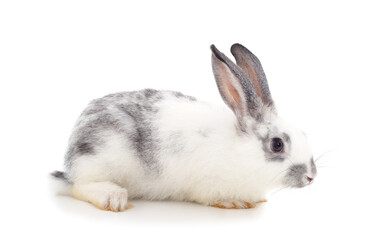 Little gray rabbit is lying.