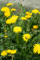Spring garden green lawn with yellow dandelion flowers.