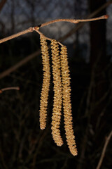 Staminate catkins of common hazel (lat. Corylus avellana) bloomed in early spring before the appearance of leaves. Hazel (lat. Corylus) is a genus of shrubs in the Birch family.