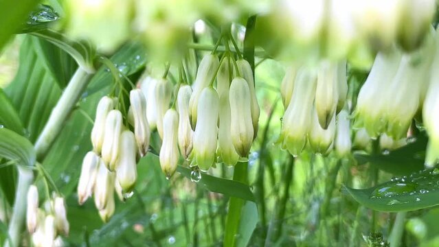 polygonatum variegatum in bloom - close up with small white flowers, usually in pairs, that dangle beneath the variegated leaves.