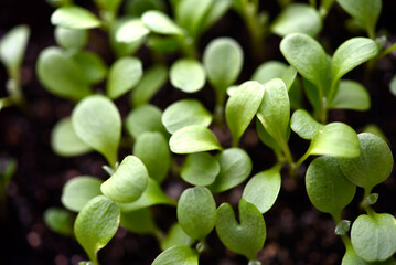 A lot of small green shoots in the spring in a pot. Green seedlings of plants. Crop production.