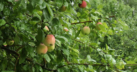 Red apples riping on a branch in the green garden
