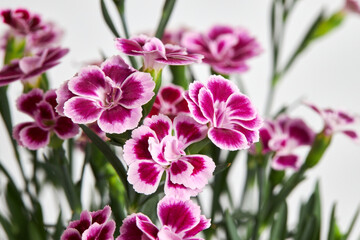 Fototapeta na wymiar Purple mini carnation dianthus in colorful flower pot. Flowering carnation plant. Dianthus Chinensis 