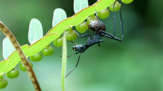 Formicine ant resting under the wild plant