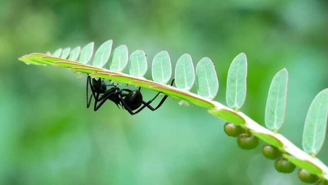 Formicine ant suck the nectar of wild flowers seen from the back side