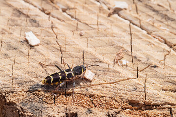 Macro closeup of a banded ash tree borer on a dead ash tree stump