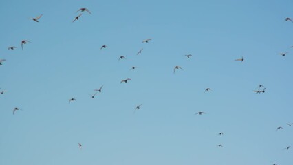 Flock of birds flying in the blue bright sky at sunny day in slow motion. Shot of the group of birds flying. Santa Monica beach, buildings. Freedom, hope and peace. High quality 4k footage