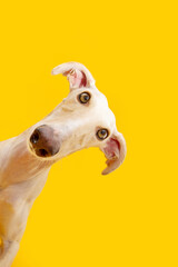 Portrait curious spanish greyhound dog tilting head side. Isolated on yellow backgorund