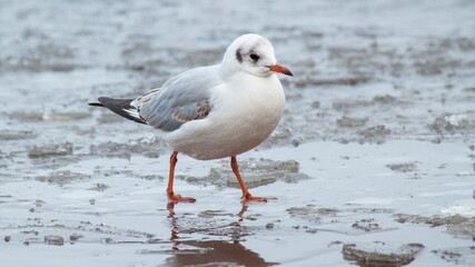 black headed gull