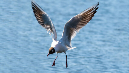 seagull in flight