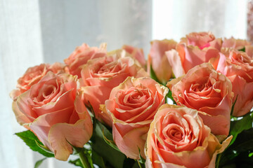 Gorgeous, royal, big, rosy roses. White curtains in the background. Copyspace