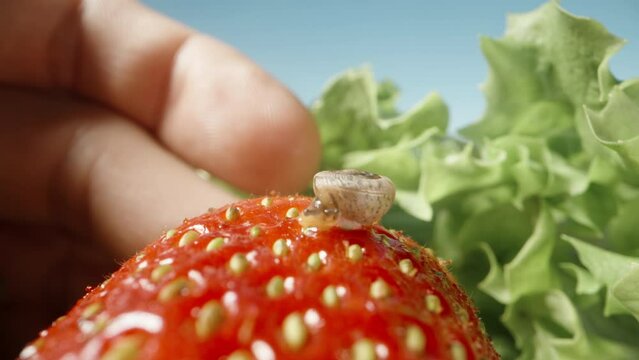 I take a strawberry on which a snail is sitting, and look at it closer. Macro.