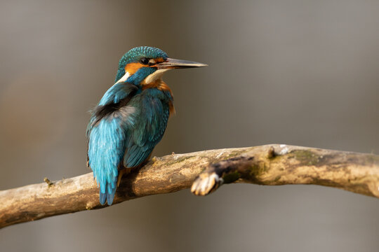 Kingfisher