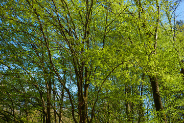 Obraz premium spring park with nice trees