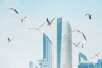 Marvel at the towering skyscrapers of Abu Dhabi, and flock of seagulls flying by