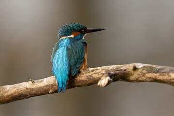 Kingfisher