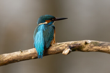 Kingfisher