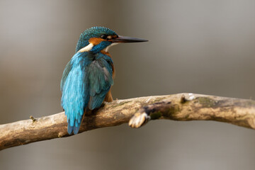 Kingfisher