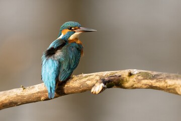 Kingfisher
