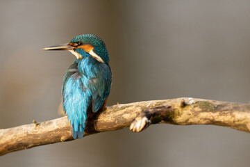Kingfisher
