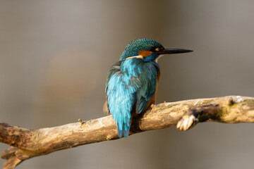 Kingfisher