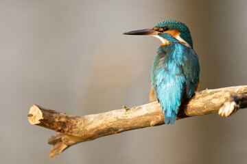 Kingfisher