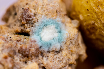 Mold growing on last weeks meatballs.