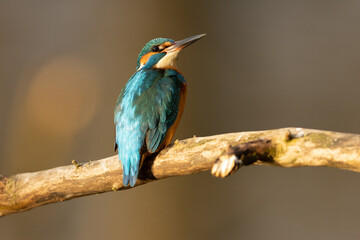 Kingfisher