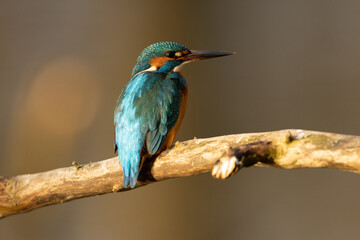 Kingfisher