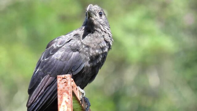 Crotophaga ani
Linnaeus, 1758/Smooth-billed Ani

The black anu is a medium-sized bird found in South America, mainly in Brazil, Argentina and Paraguay. It has black plumage, a strong, curved beak, and