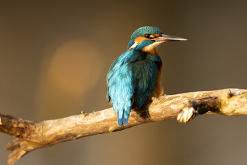 Kingfisher