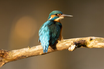 Kingfisher