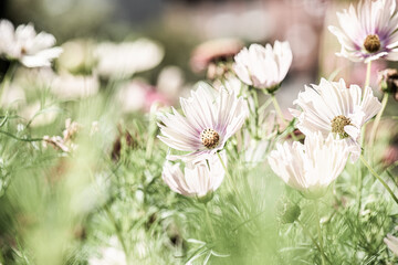 White and purple flowers in beautiful sunlight.