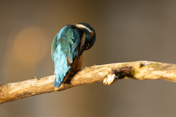 Kingfisher