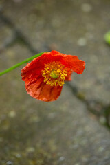 Poppy flowers in a backyard garden.