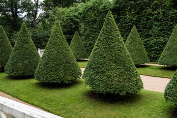 Round green bushes in a park cut in a triangle shape.