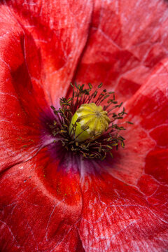 Closeup of stamen, stigma, filament of a blooming red poppy flower..