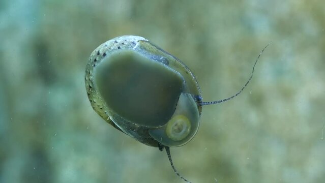 Freshwater snails clean algae in the aquarium glass