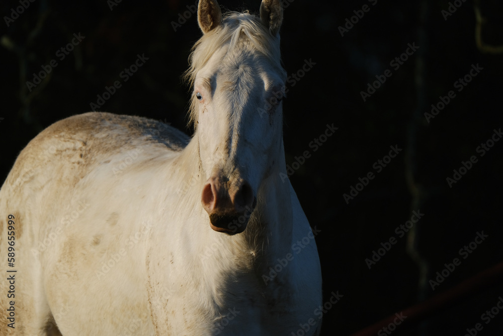 Wall mural Young white horse with dirty fur, isolated on dark background with copy space. - Wall murals