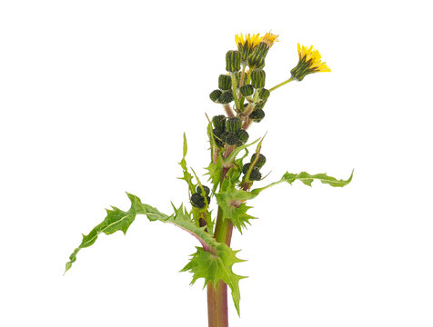 Field sowthistle isolated on white background, Sonchus arvensis